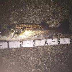 タチウオに占領されてる感じが