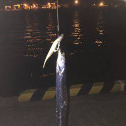 太刀魚上向いていくかなぁ〜