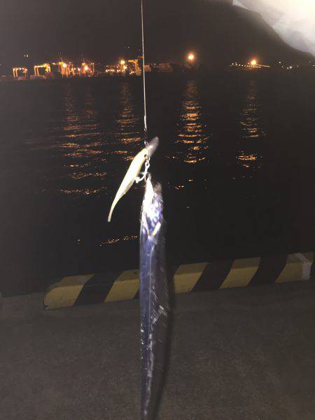 太刀魚上向いていくかなぁ〜