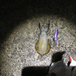 ゲキ渋 ワインドアンドエギング