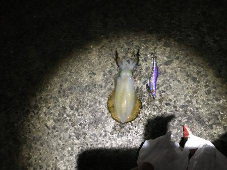 ゲキ渋 ワインドアンドエギング