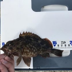 メバルが釣れました