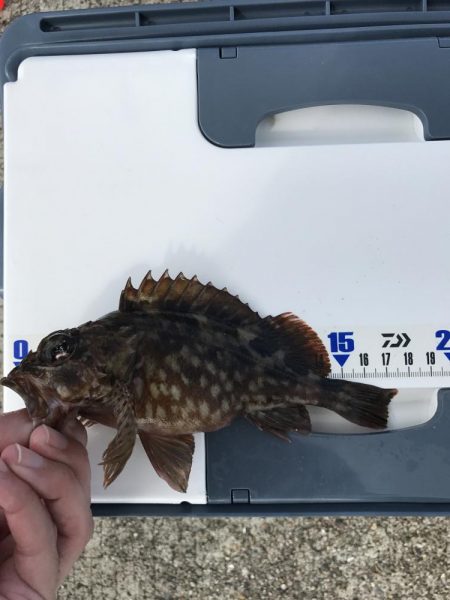 メバルが釣れました