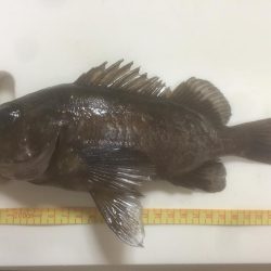 久々にメバリング