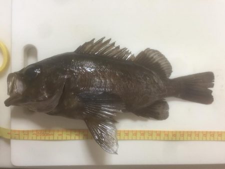 久々にメバリング