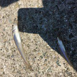 恒例ハゼ釣りのはずが、、、