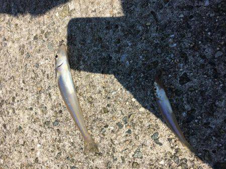 恒例ハゼ釣りのはずが、、、