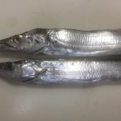 タチウオワインド