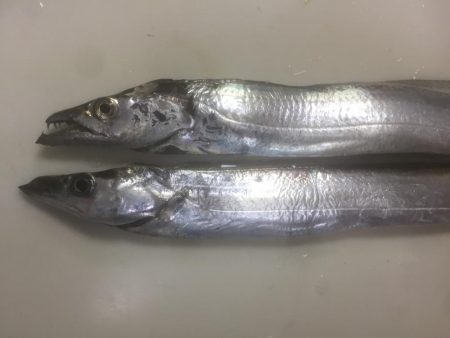 タチウオワインド