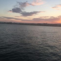 タチウオがもどってキタ！