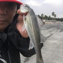 城南島で魚釣り。