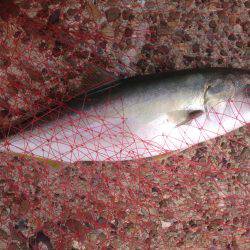 ハマツーサゴファイブ