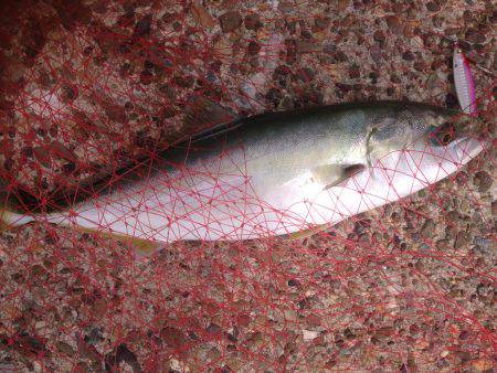 ハマツーサゴファイブ