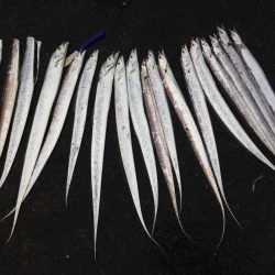 タチウオ1091で20