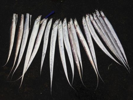 タチウオ1091で20