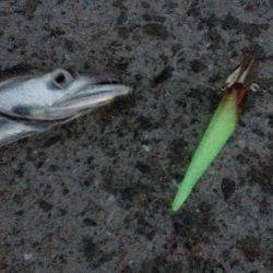 ワインド、ジギングで三目釣り