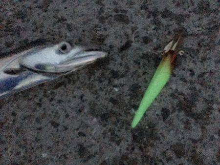 ワインド、ジギングで三目釣り