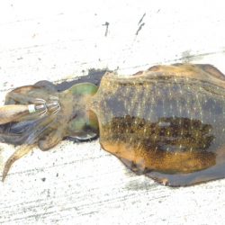 ホーム新仔調査