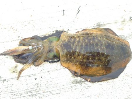 ホーム新仔調査