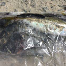 浮きフカセ釣り