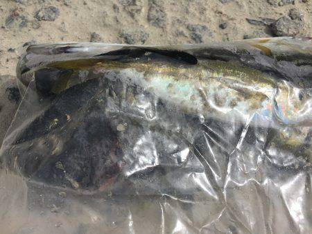 浮きフカセ釣り