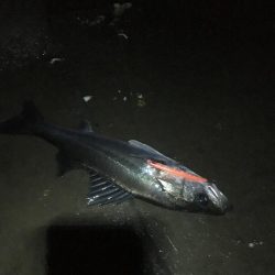 員弁川シーバス