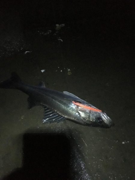 員弁川シーバス