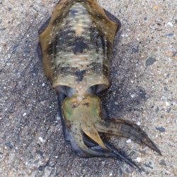 小雨の中粘って…