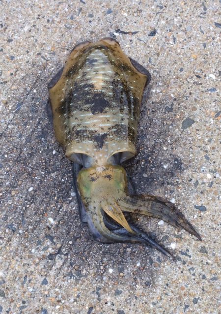 小雨の中粘って...