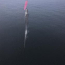 来てますね(o^^o)