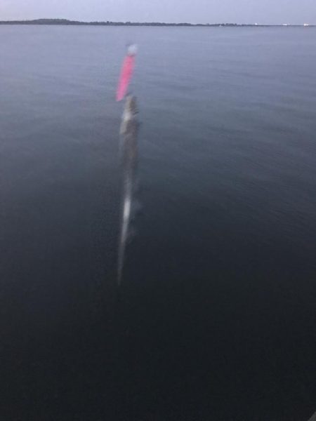 来てますね(o^^o)