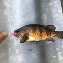 今シーズン初メバル