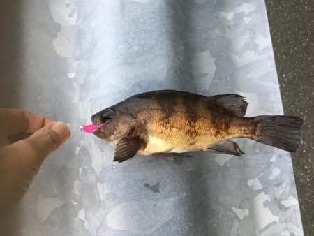 今シーズン初メバル