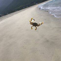 エギングからのキス釣り