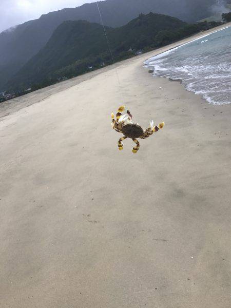 エギングからのキス釣り