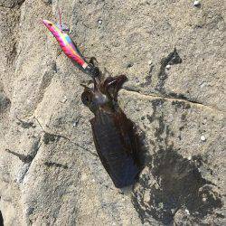 4回目のエギング