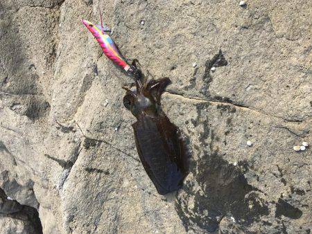 4回目のエギング