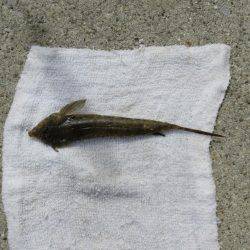 そろそろメバルも視野に入れましょうか