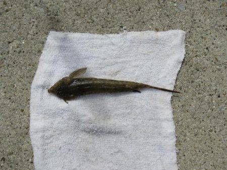 そろそろメバルも視野に入れましょうか