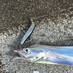 サゴシ&太刀魚調査