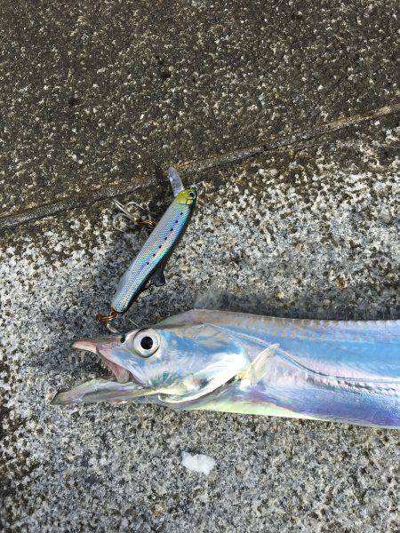 サゴシ&太刀魚調査