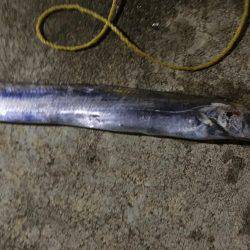 イカが釣れない理由