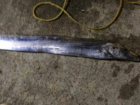 イカが釣れない理由