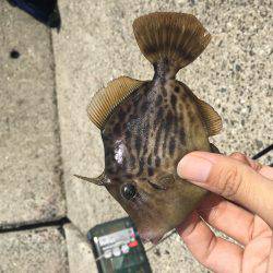 ノマセできました