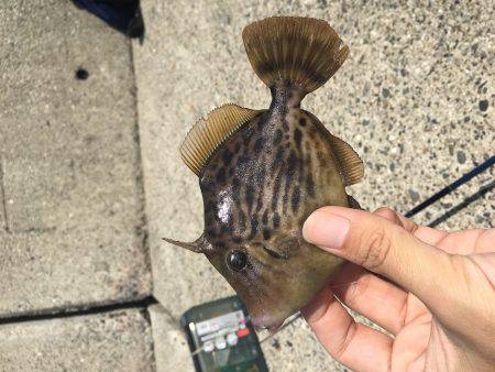 ノマセできました