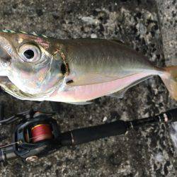 アジン..グ…？