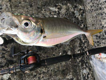 アジン..グ…？