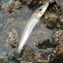 大村湾ショアスロー