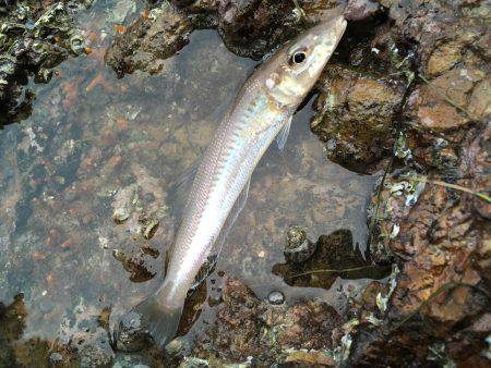 大村湾ショアスロー