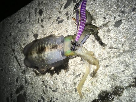 青物大敗後の悪あがき